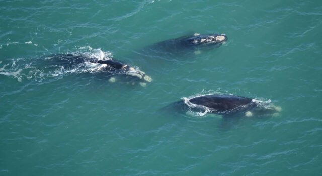 aerial-viewof-right-whales-swimming-g8nogryh5xldk5w3