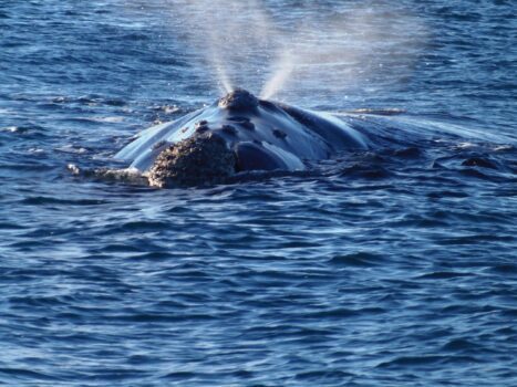 Ballena_Franca_Austral,_Puerto_Madryn_._-_panoramio