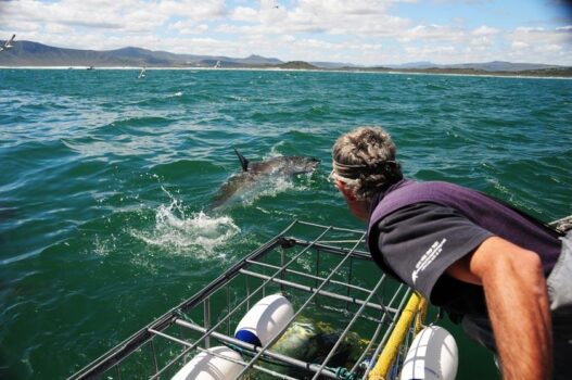 Great-White-Shark-infront-Cage-01