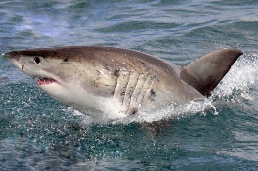white-shark-cage-diving-01